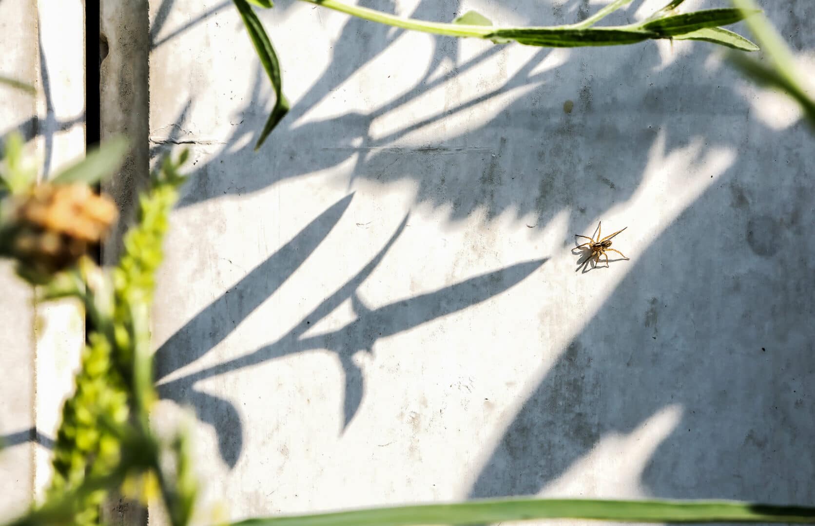 Bosch Beton - De bio-keerwand draagt positief bij aan biodiversiteit